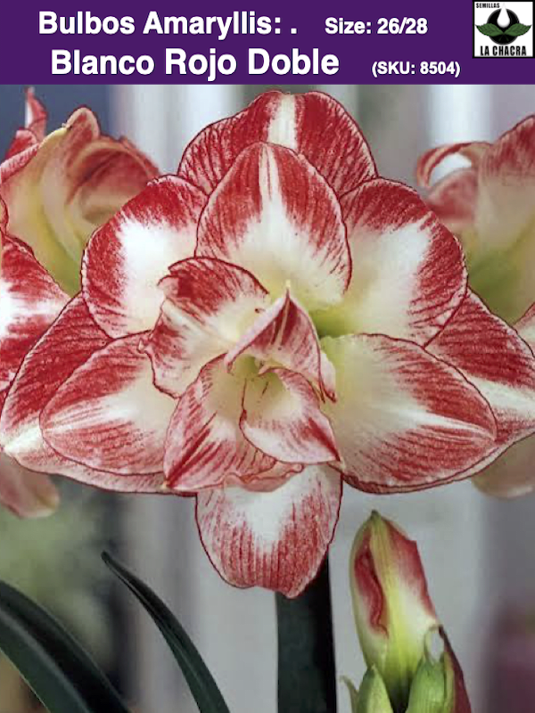 Amaryllis  Dobles (Bulbos) Blanco Rojo Doble.1