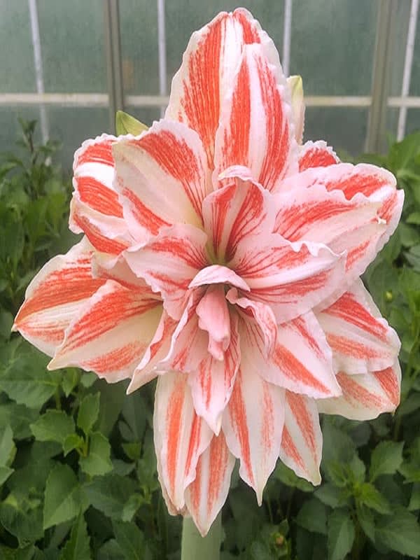 Amaryllis  Exclusivos Dobles Color: Blanco Vetas Rojas. Size: 26/284