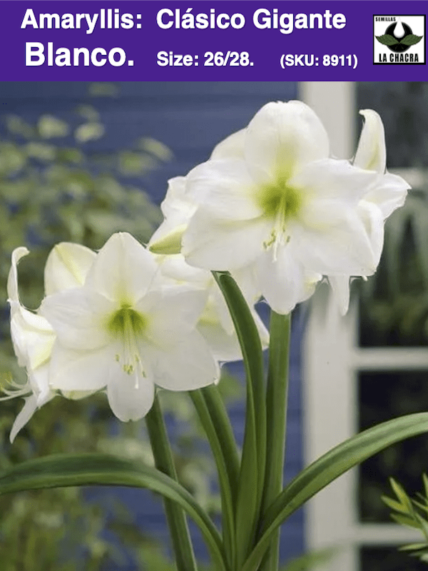 Amaryllis  Clásico Calibre Grande. Color: Blanco  Size: 26/281