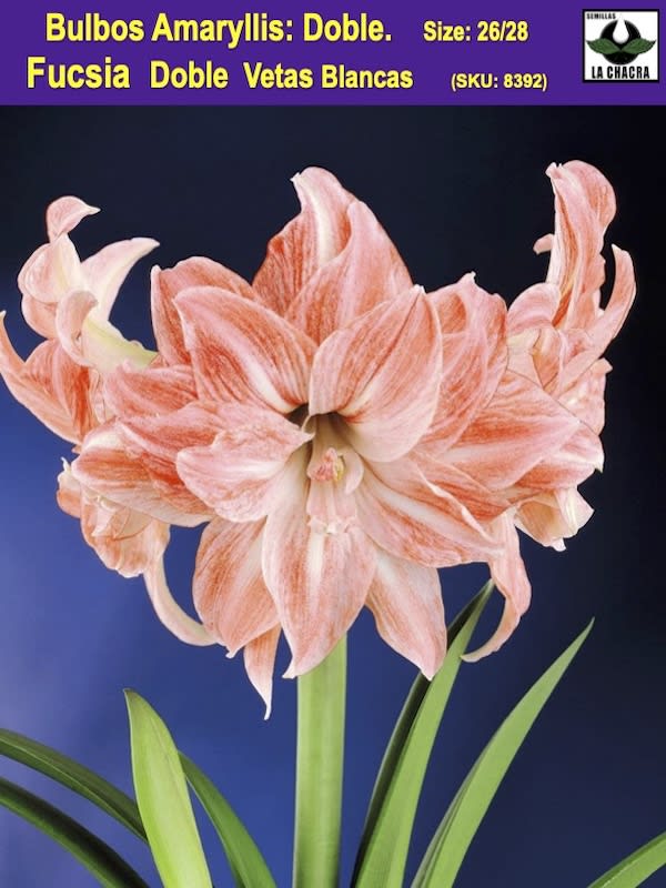Amaryllis  Exclusivos Dobles  Color: Fucsia Vetas Blancas. Size: 26/281