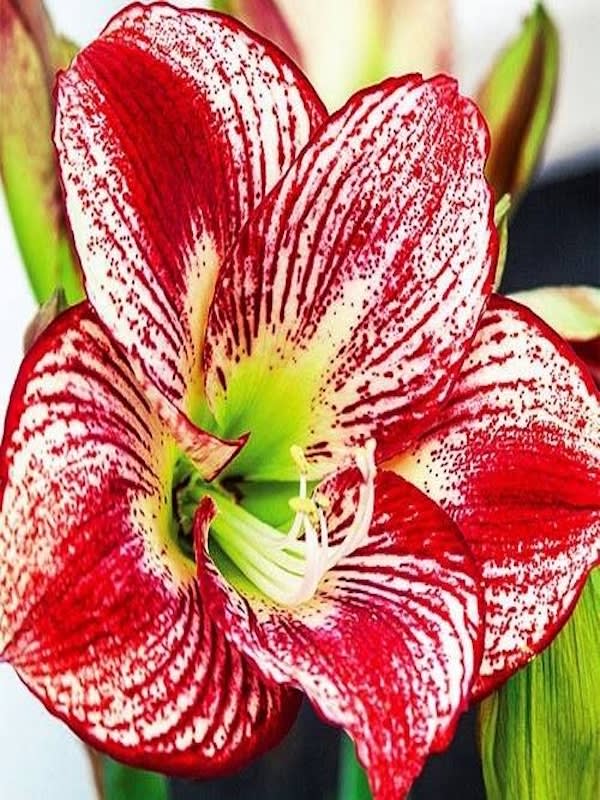 Amaryllis  Exclusivos Color: Blanco  Vetas Rojas Size: 26/284