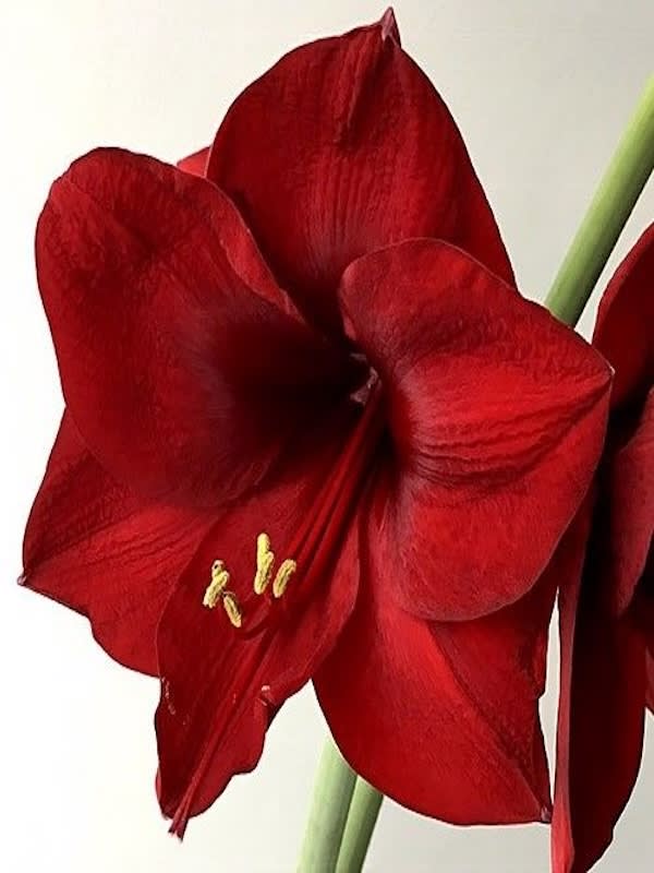 Amaryllis Clásico Calibre G¡rande. Color: Rojo Terciopelo size: 26/282