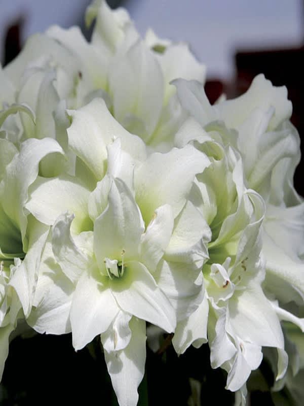 Amaryllis Exclusivos  Color: Blanco Doble. Size: 26/284