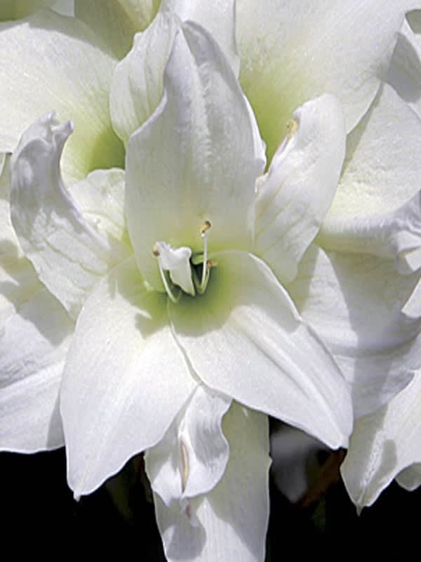 Amaryllis Exclusivos  Color: Blanco Doble. Size: 26/282