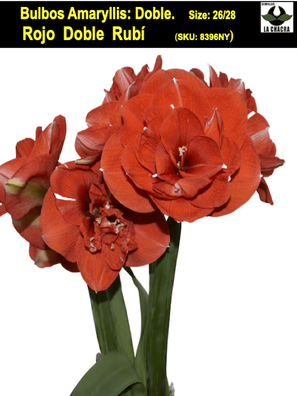 Amaryllis  Exclusivos Dobles. Color. Rojo Rubí. size 26/281