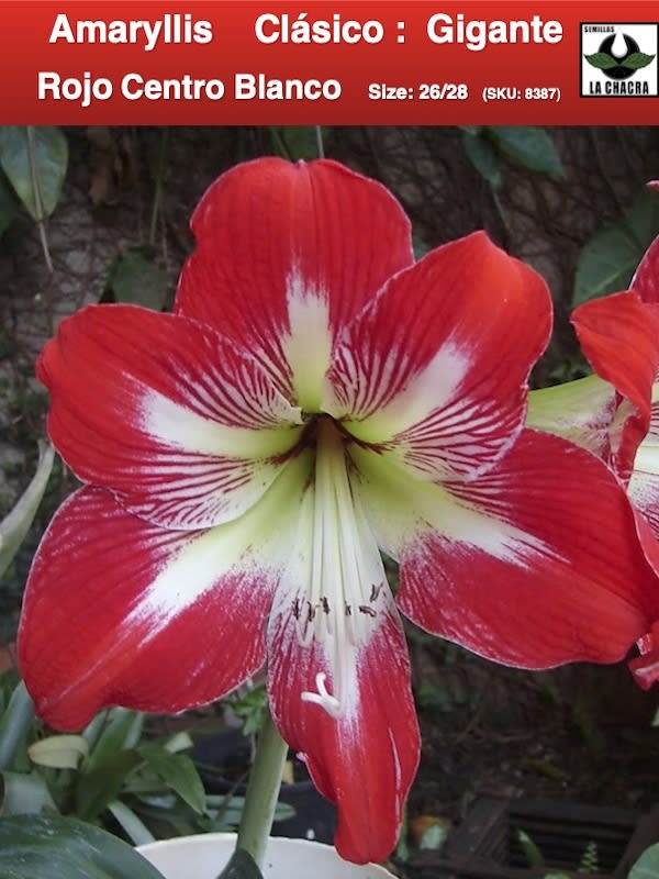 Amaryllis Clásico Calibre Grande  Bulbos. Color Rojo/Blanco1