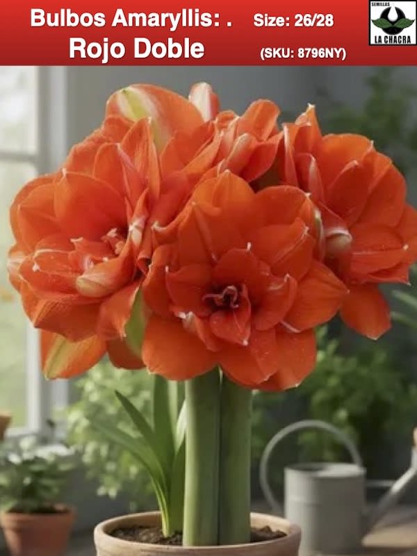 Amaryllis   Rojo Doble Nyora  (Bulbos) Size: 26/281