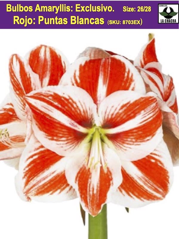 Amaryllis  Exclusivos  Color. Rojo  Puntas Blancas Calibre Grande Size: 26/281