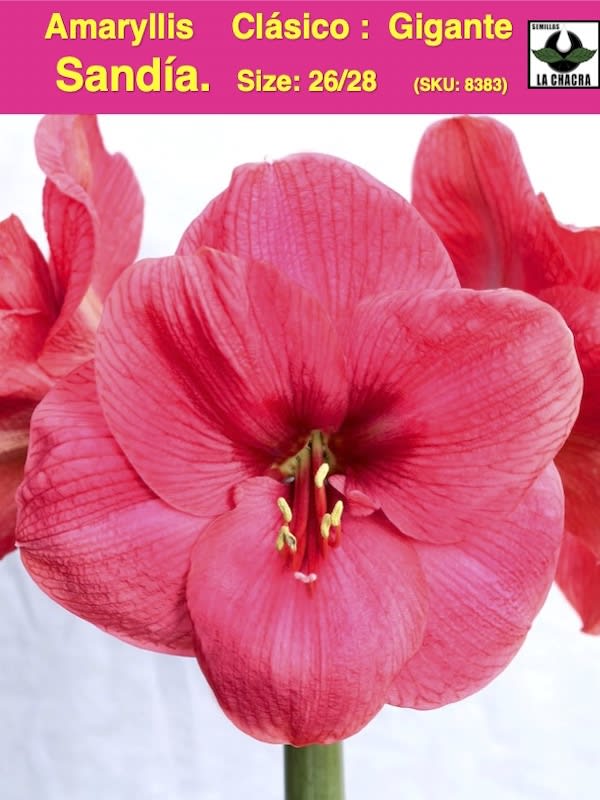 Amaryllis Clásico Calibre Grande . Color Sandía Size: 26/281