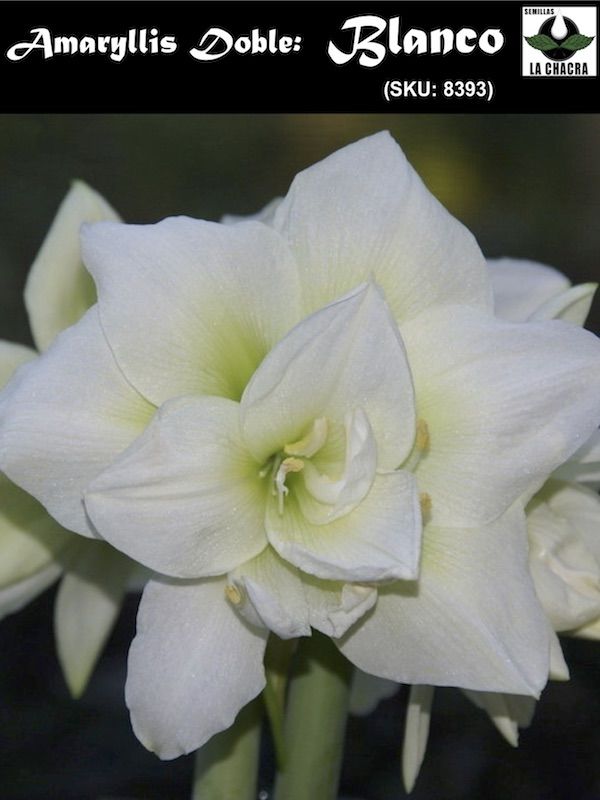 Amaryllis Exclusivos  Color: Blanco Doble. Size: 26/281