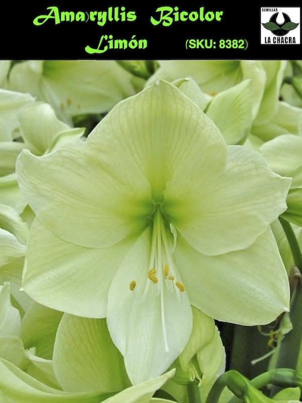 Amaryllis Exclusivo Bulbos. Color Amarillo/Limón1