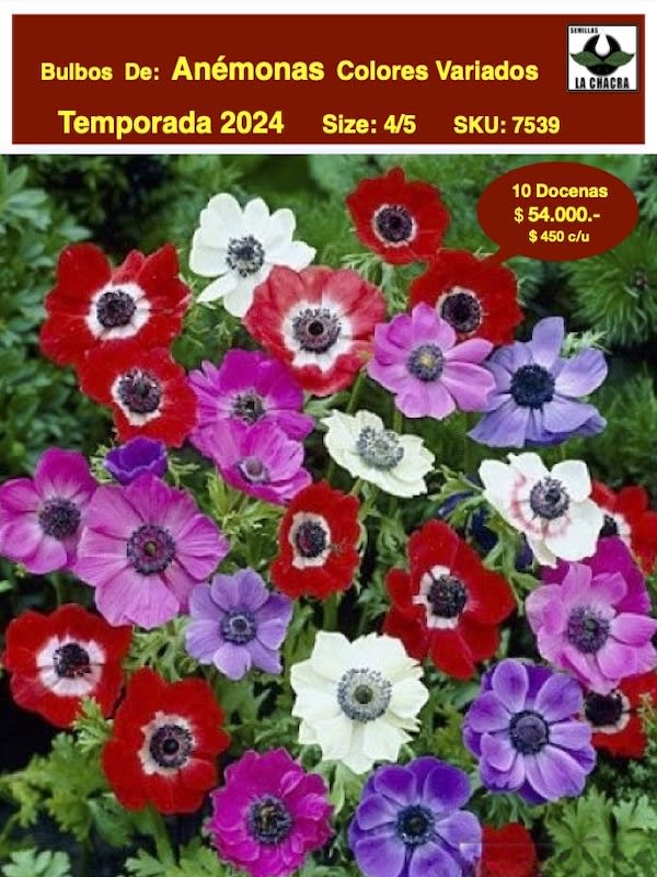 Pack 120 Bulbos Anémonas Colores Variados1