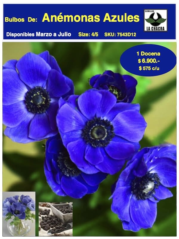 Pack 12  Bulbos Anémonas Azul1