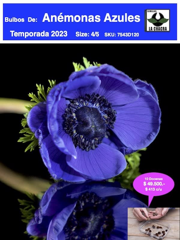 Pack 120 Bulbos Anémonas Azul1