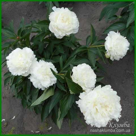 Pack 4 Rizomas de Peonías5