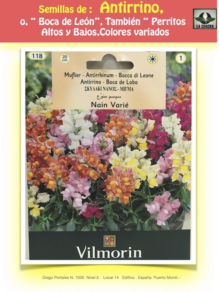 ANTIRRINO ENANO COLORES VARIADOS1