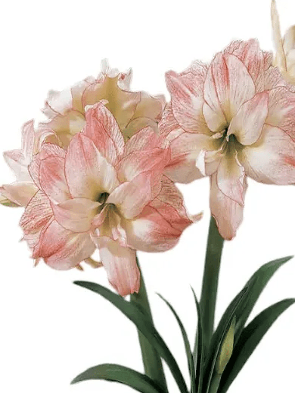 Amaryllis  Exclusivos (Bulbos) Color: Blanco Doble Toques Rojo.   Size: 24/262