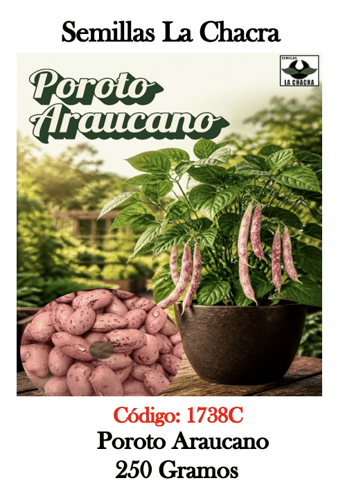 Poroto Verde. Araucano 250 Gramos1