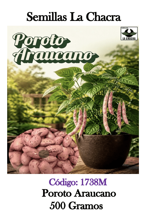 Poroto Verde Araucano.  500 Gramos.1