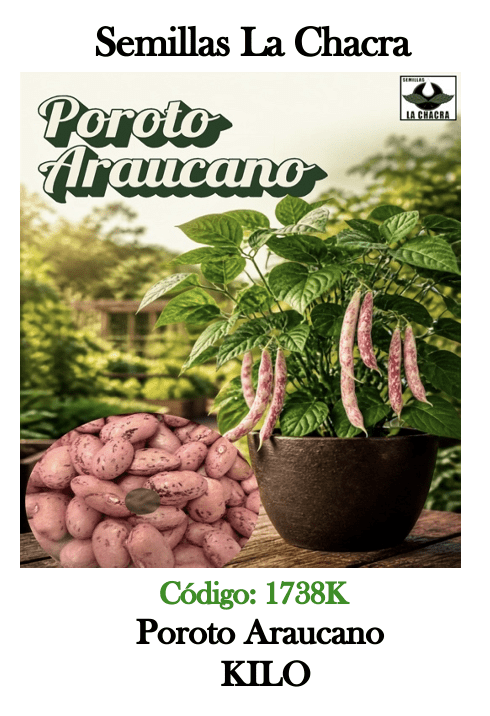 Poroto Verde Araucano. Kilo1