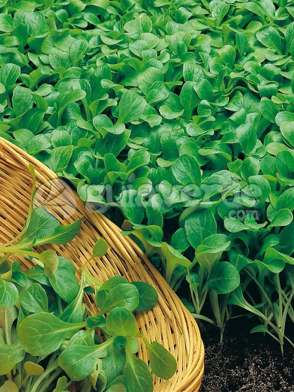 Hierba de Los Canónigos. Semillas2