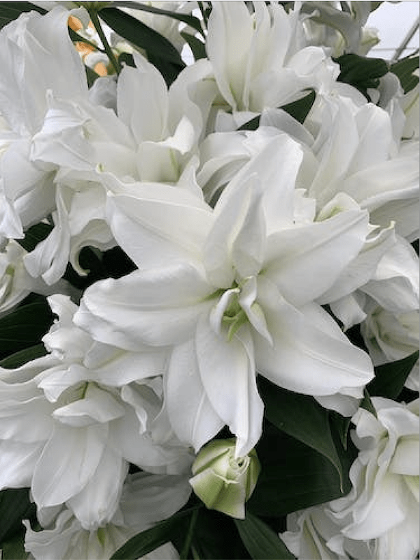Lilium Oriental Perfumado Blanco Doble. Size: 15/172