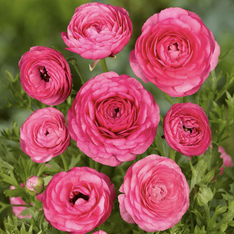 5 Docenas de Bulbos de Ranúnculos Color: Fucsia Morado. Size: 5/62