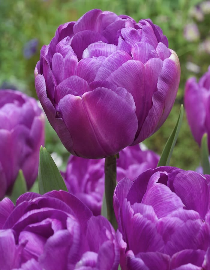 5 Docenas de Bulbos Tulipas Color: Púrpura Doble . Calibre 12-142