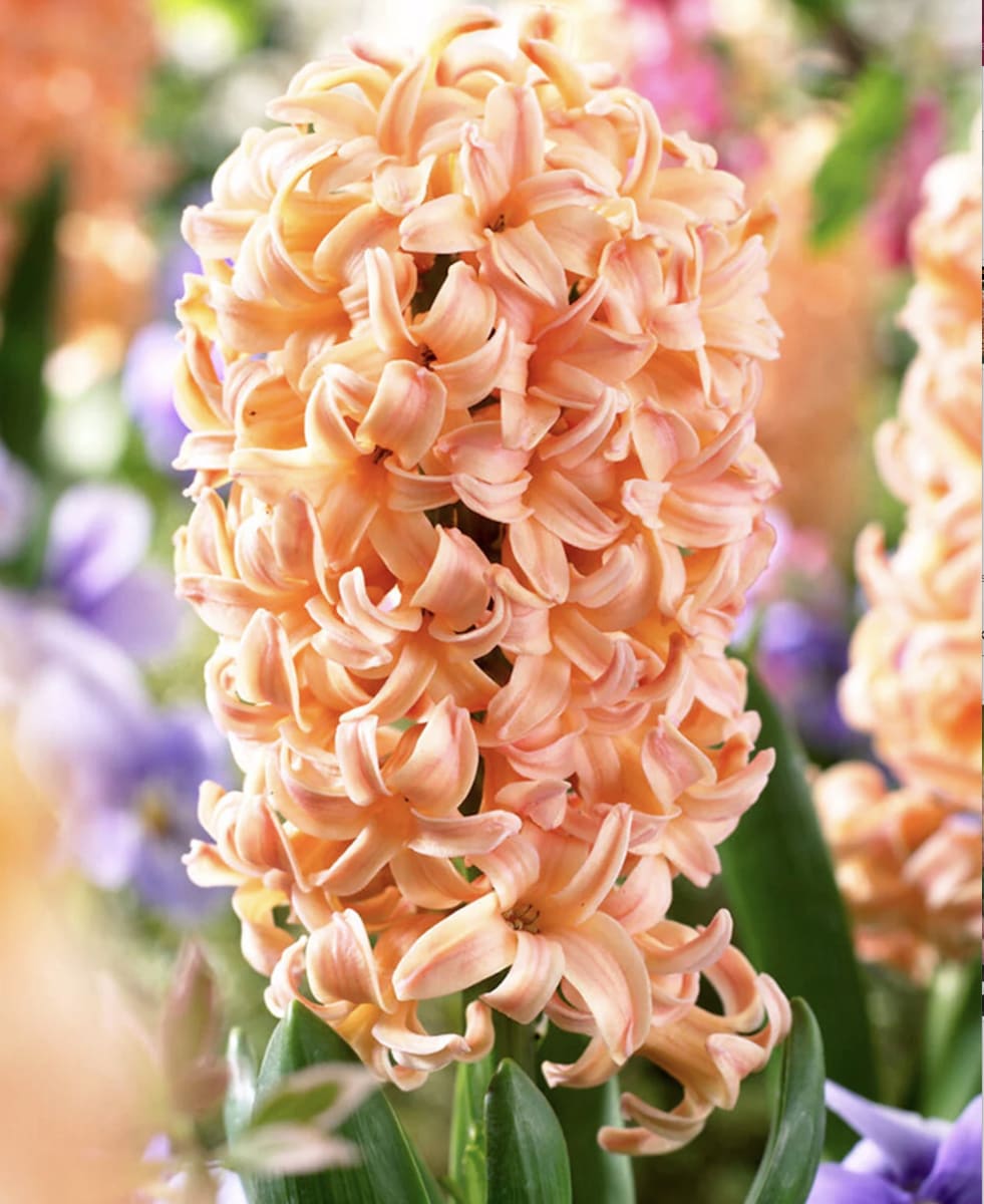 Jacinto Salmón  Calibre 13-153