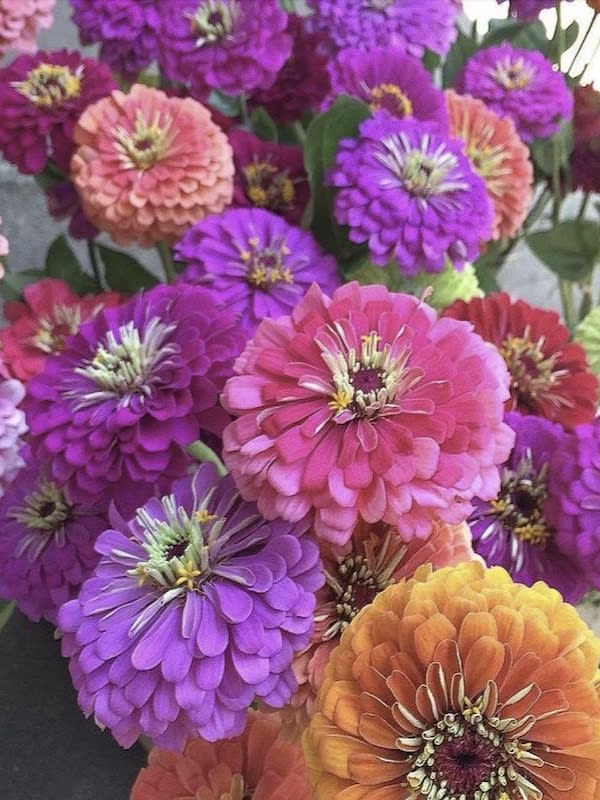 ZINNIA Gigante Bicolor, Variada4
