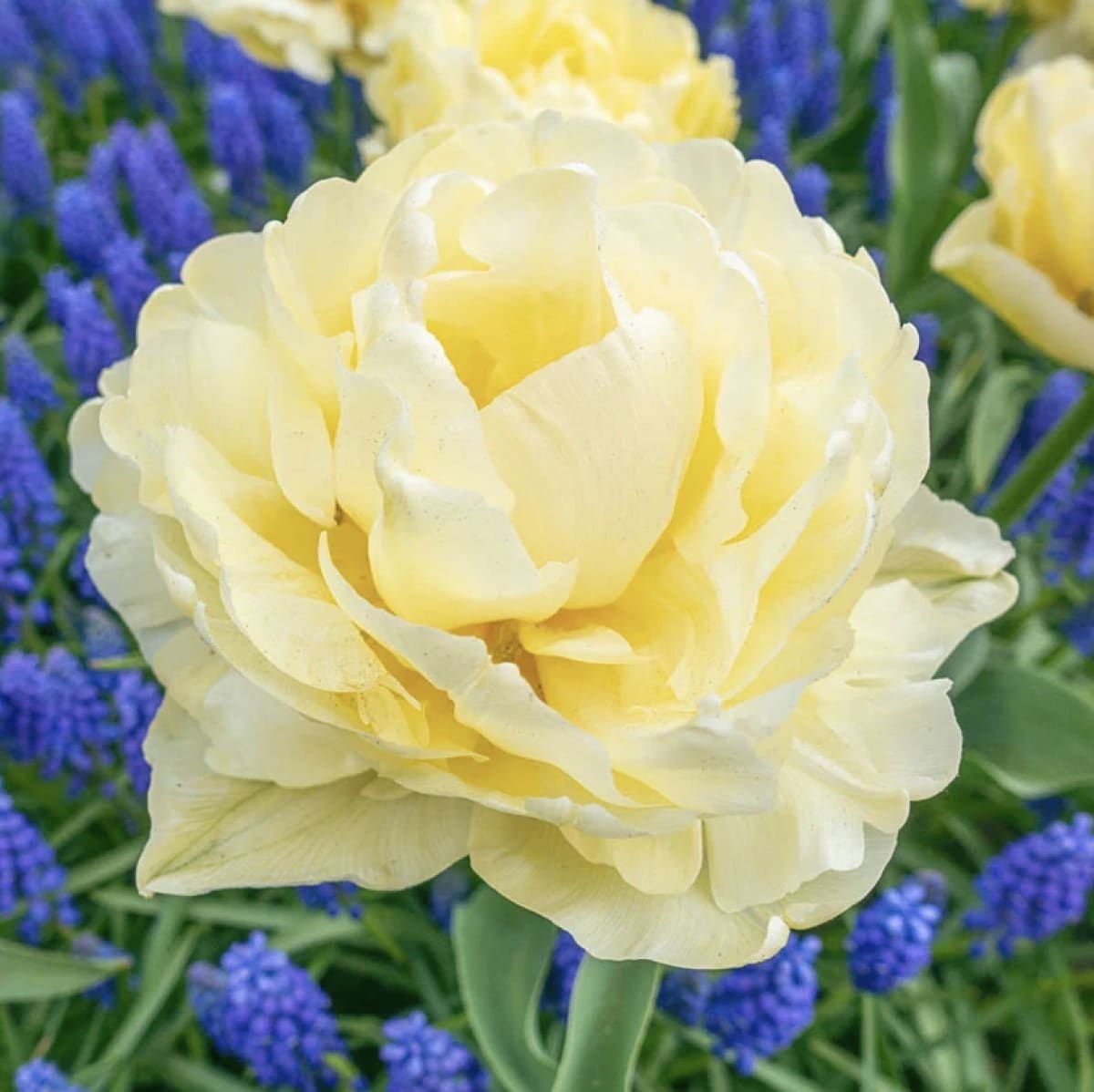 1 Docena de Bulbos Tulipas  Color: Crema Doble Calibre 12 +3