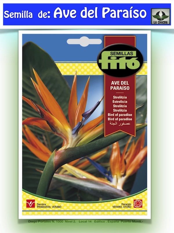 STRELITZIA - AVE DEL PARAÍSO1
