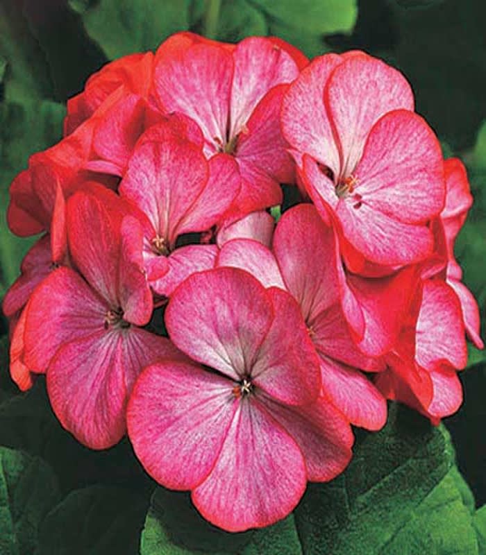 GERANIO. Color: Escarlata2
