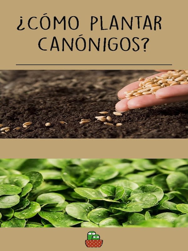 Hierba de Los Canónigos. Semillas4