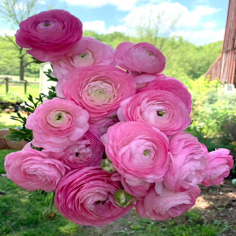 5 Docenas de Bulbos de Ranúnculos Color: Rosados. Size: 5/62