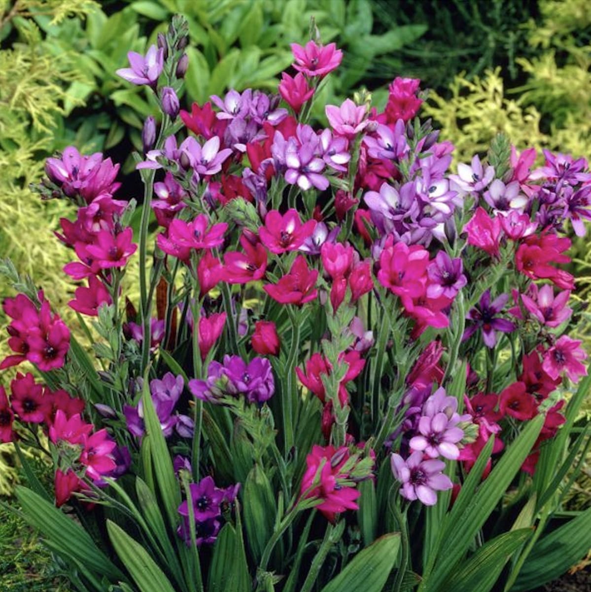 Bulbos de Babianas. Pack 12 Unidades.  Colores Variados. Size: 5/63