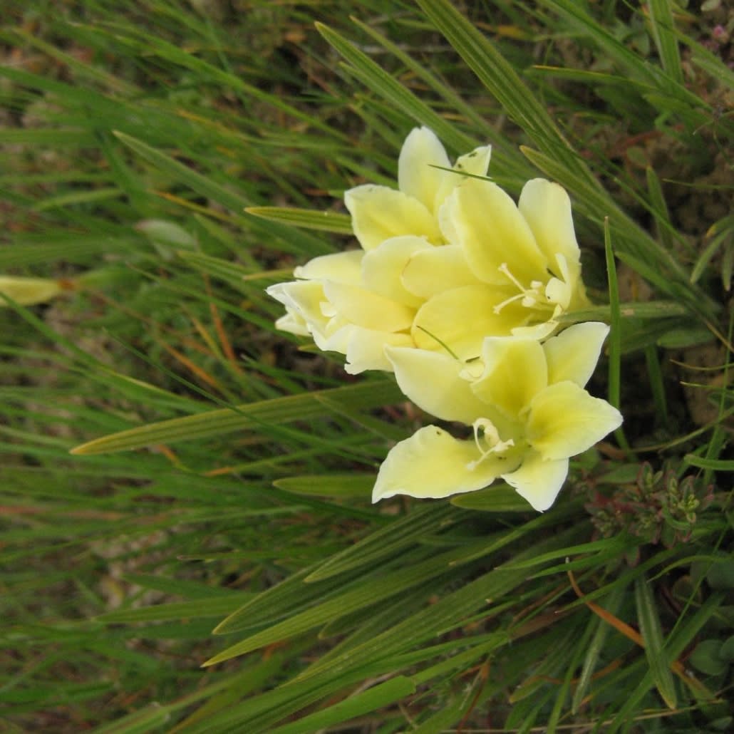 Bulbos de Babianas Pack 60 BUlbos  Colores Variados Size: 5/62