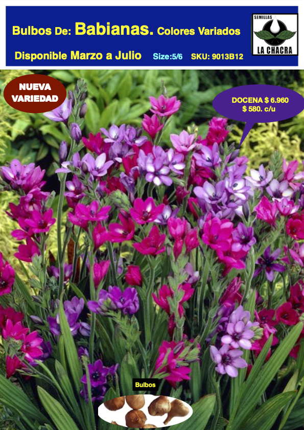 Bulbos de Babianas. Pack 12 Unidades.  Colores Variados. Size: 5/61