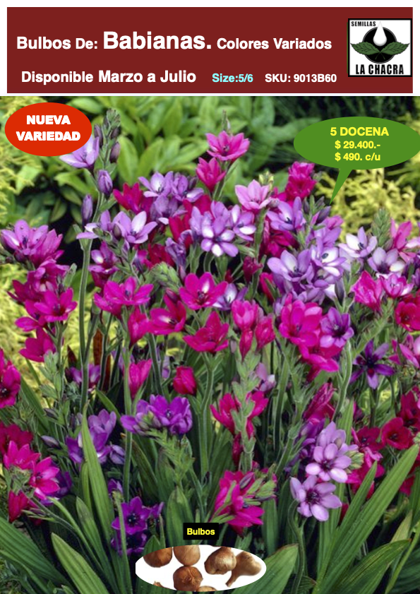 Bulbos de Babianas Pack 60 BUlbos  Colores Variados Size: 5/61