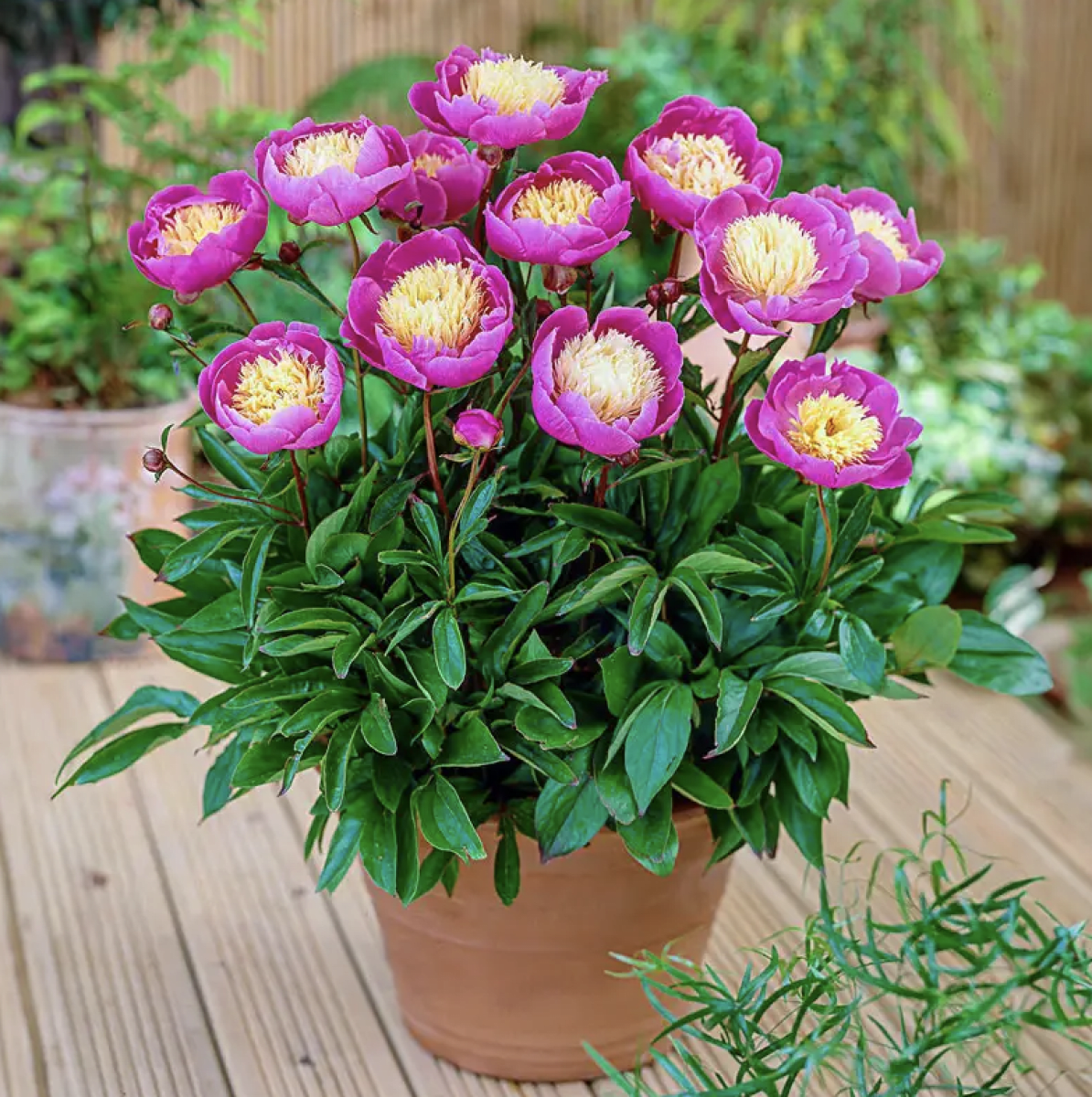 Rizoma de Peonía. Color: Rosado Amarillo4