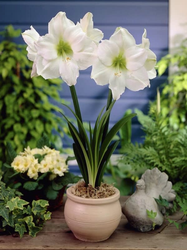 Amaryllis Clásico.Calibre Grande.  Bulbos. Color Blanco.2
