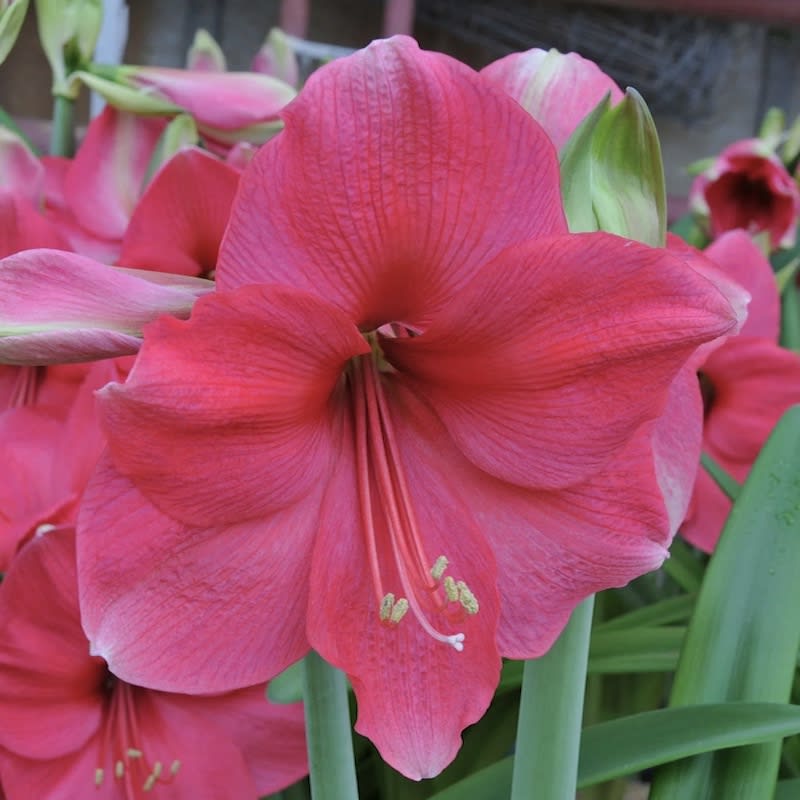Amaryllis Clásico Calibre Grande . Color Sandía Size: 26/284