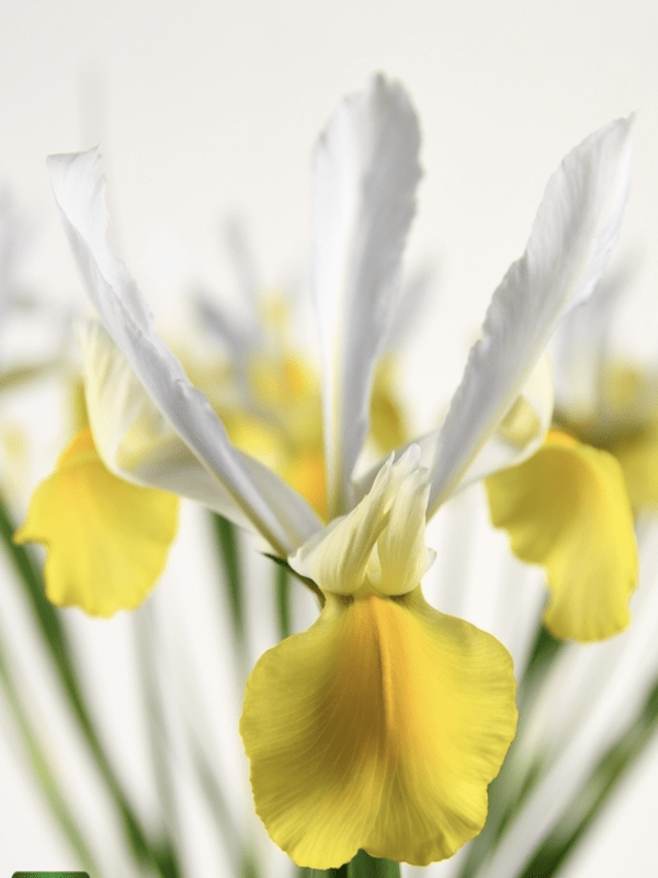 Bulbos de Iris Amarillo/Blanco4