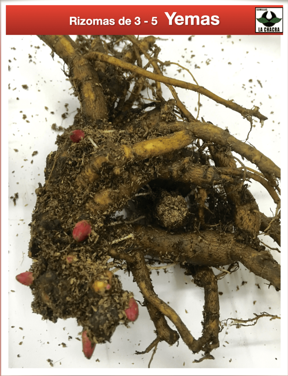 Rizoma de Peonía.Flor Gardenia2