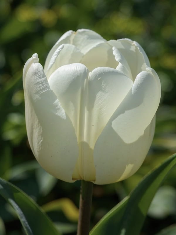 60 Bulbos Tulipas. Color: Balnco Gigante. Size: 12+3