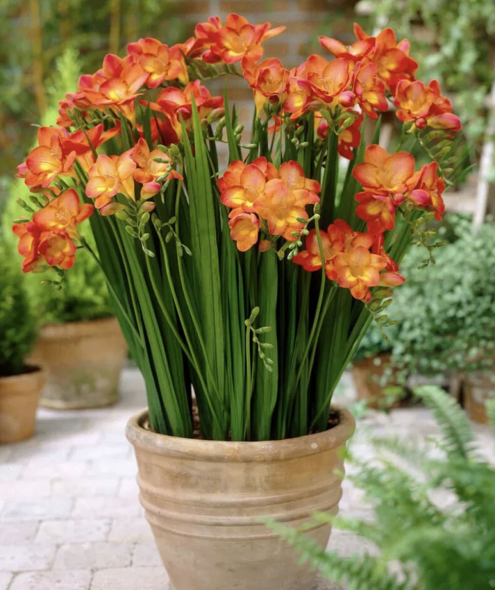 Bulbos Fresias Naranjas. Pack 10 Unidades SIZE: 5+3