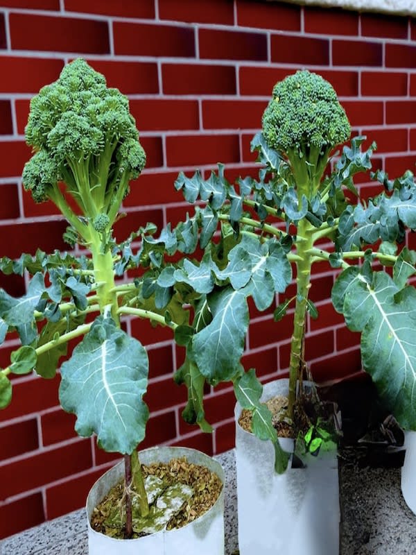 Brocoli Ramoso Calabrese, Semillas2