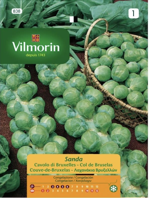 Repollo Bruselas (Vilmorin)1