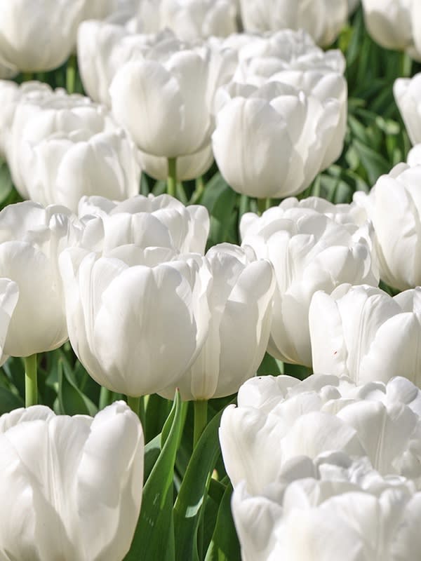 60 Bulbos Tulipas. Color: Balnco Gigante. Size: 12+2