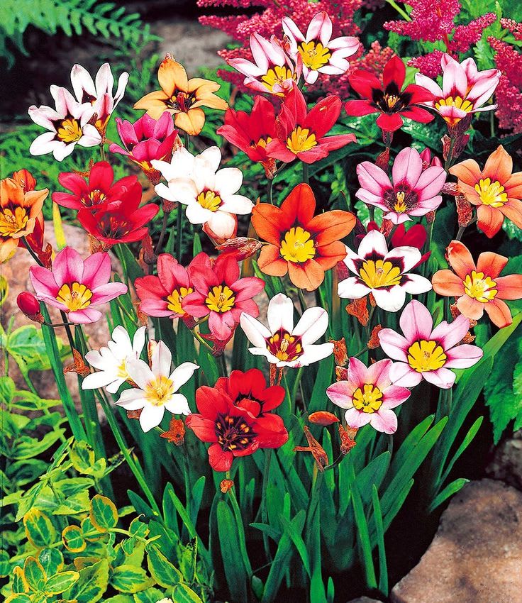 5 Docenas Bulbos Sparaxis. Colores Variados Size: 4/52